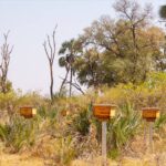 Home made honey is part of the Maru bee keeping experience