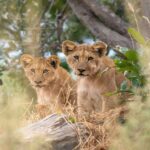 Stunning lions at Kiri Camp.