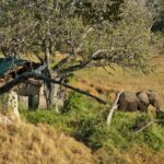 Elephant outside a guest tent at Delta camp
