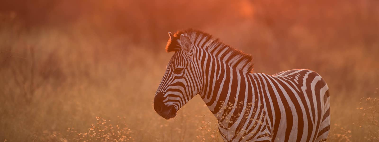 Hazy view of zebra on game drive with Dinaka Camp guide
