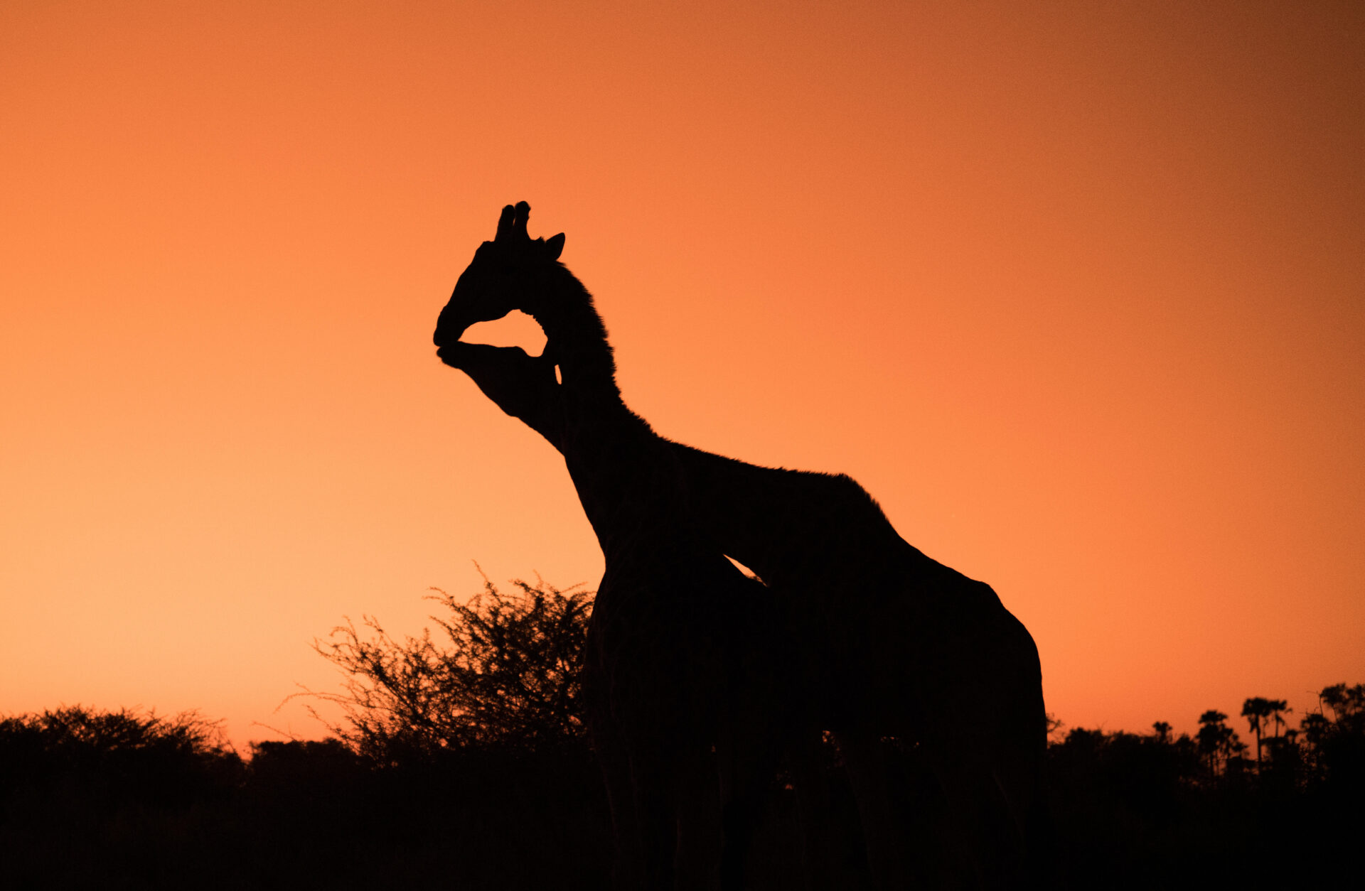 Silhouette of two giraffes against a vibrant orange sunset sky near Mma Dinare Camp.