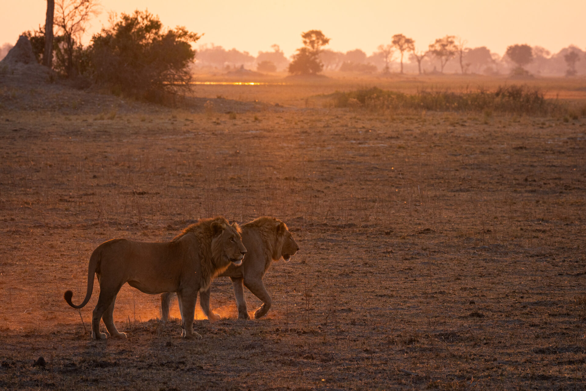 Two male lions walking on open plains at sunset near Mma Dinare Camp.
