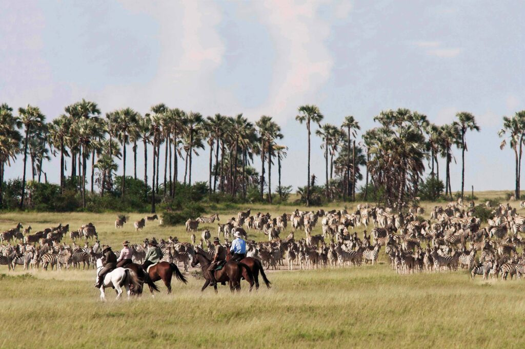 A horse riding safari through the kalahari zebra migration arranged with Botswana Safari Planning