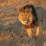 A Kalahari black maned lion seen at Tsau Hills