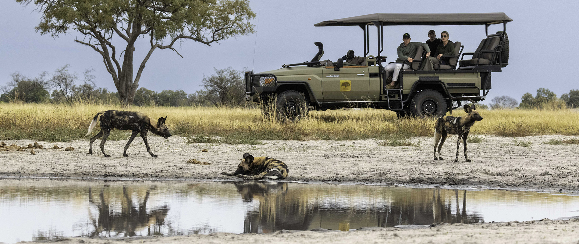 Wild dog seen on a game drive with Kiri