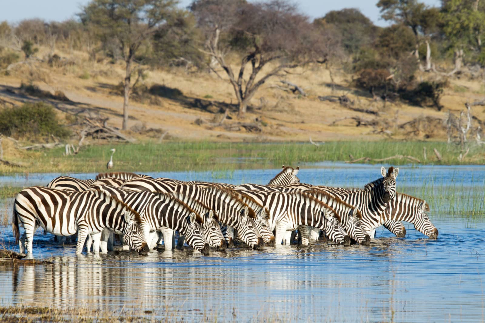 Quenching their thirst Zebra congregate at the waters edge of the Boteti River