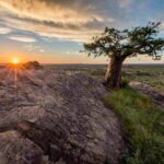 Baobab tree as sunset over Mashatu Game Reserve, Botswana.