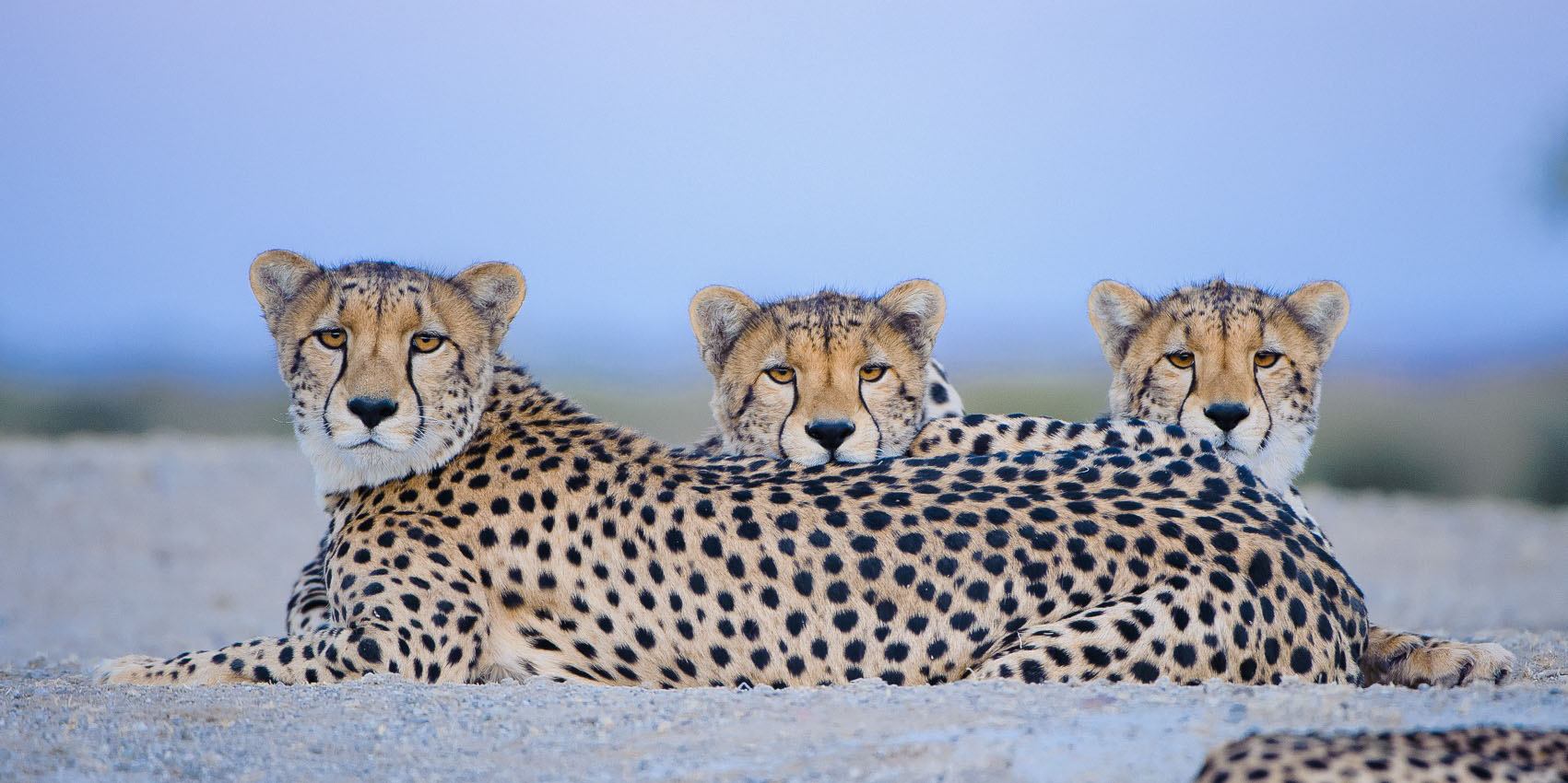 Three cheetah coalition in northern Tuli Block, Botswana.