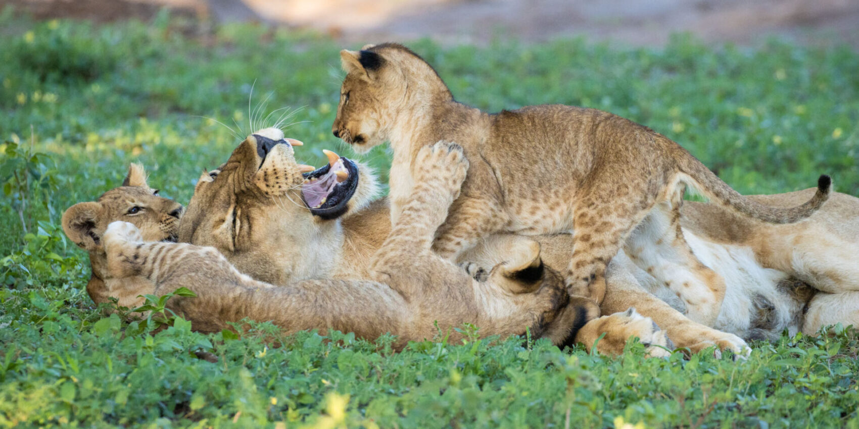 Lioness and cubs playing in Botswana´s lesser know Mashatu Game Reserve.
