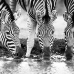 Mashatu's photo hide offers the opportunity to take winning photos