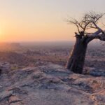 Baobabs are a frequent sight in Mashatu
