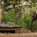 An elephant inspects the hide at Mashatu