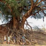 The Land of Giants where everything seems bigger at Mashatu