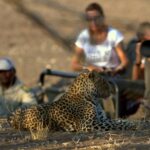 Cats are regularly seen at Mashatu