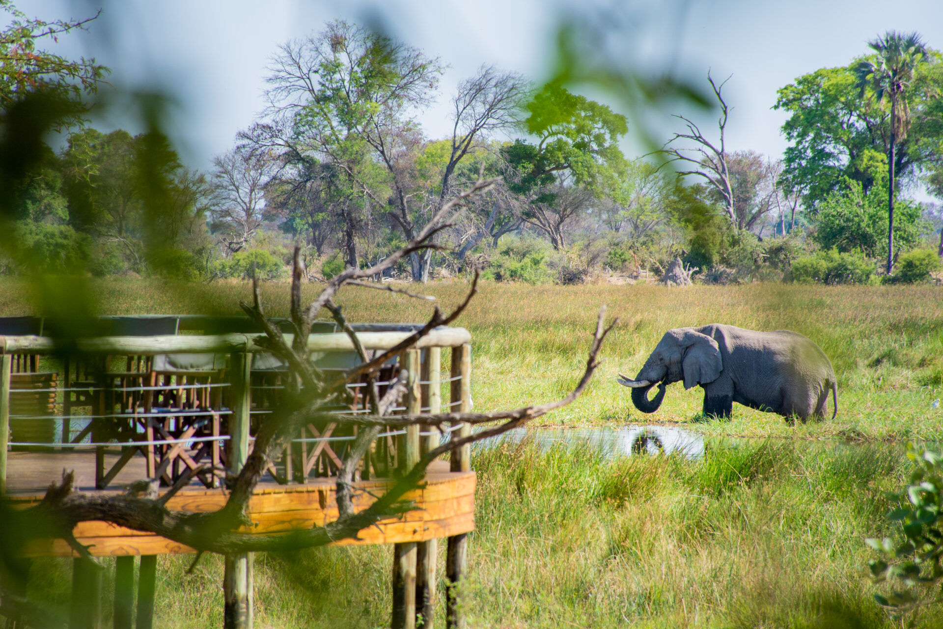 Elephant feeding near the raised viewing deck at Mma Dinare Camp in the Okavango Delta.