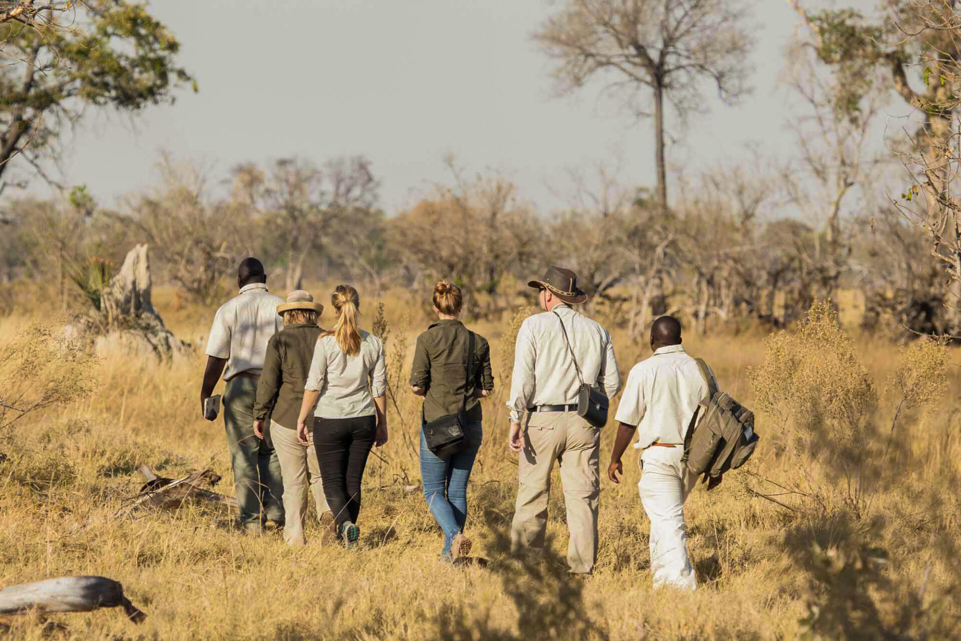 Group of guests walking with guides through dry grass and trees on a walking safari at Moremi Crossing.