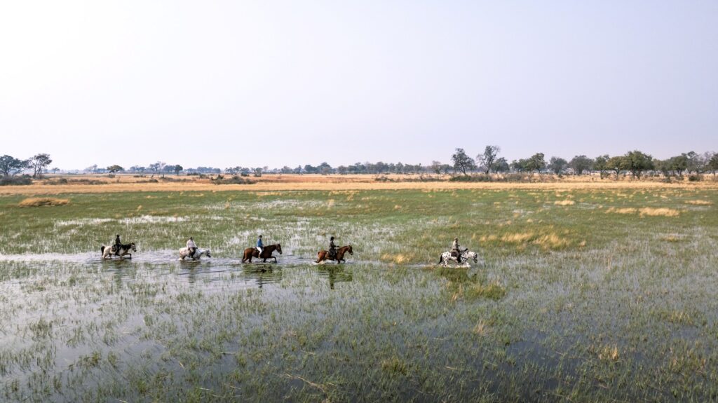 Horses walking through Okavango floodplain.
