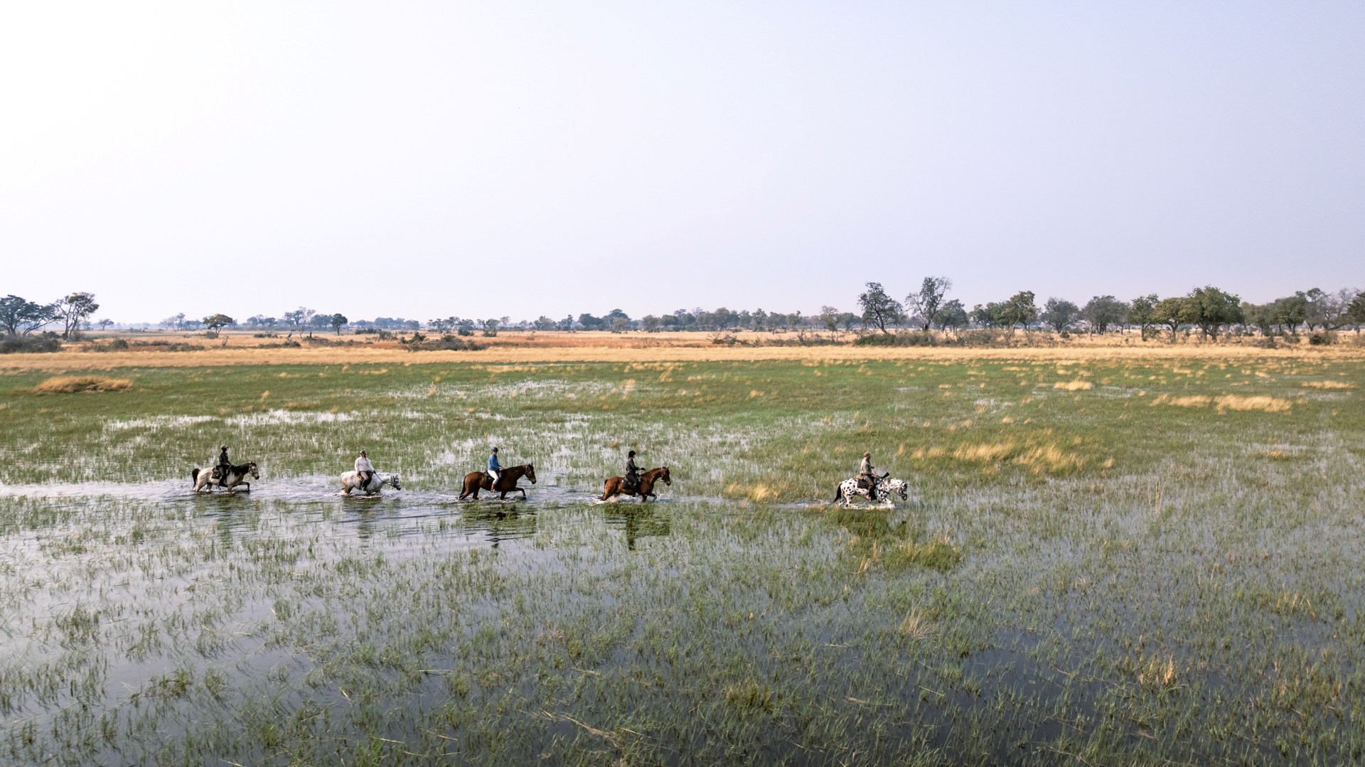 Horses walking through Okavango floodplain.