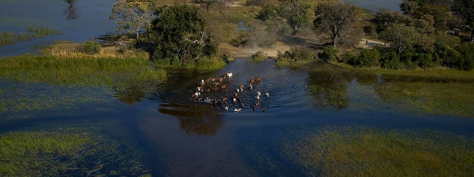 Okavango Delta Horse Safari riders take their trusty steeds for a well deserved dip in the cool waters of the Delta