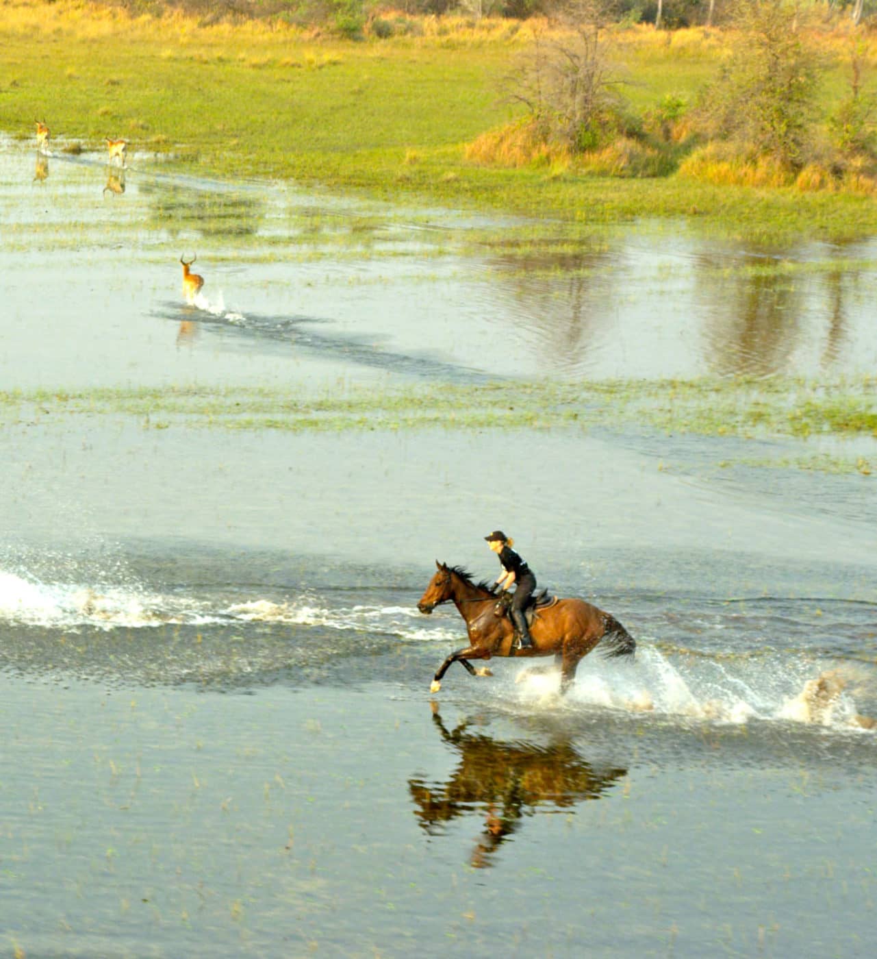 Riding safaris with Okavango Horse Safaris cover a variety of terrain types