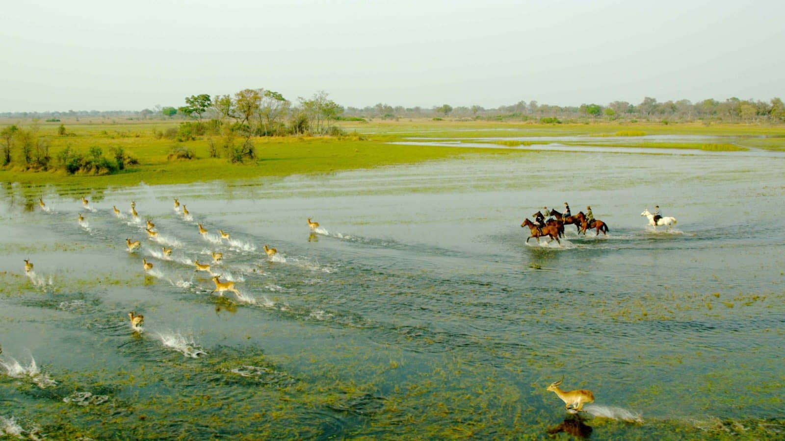 An exciting outride through the wet grasslands of the Okavango Delta with OHS