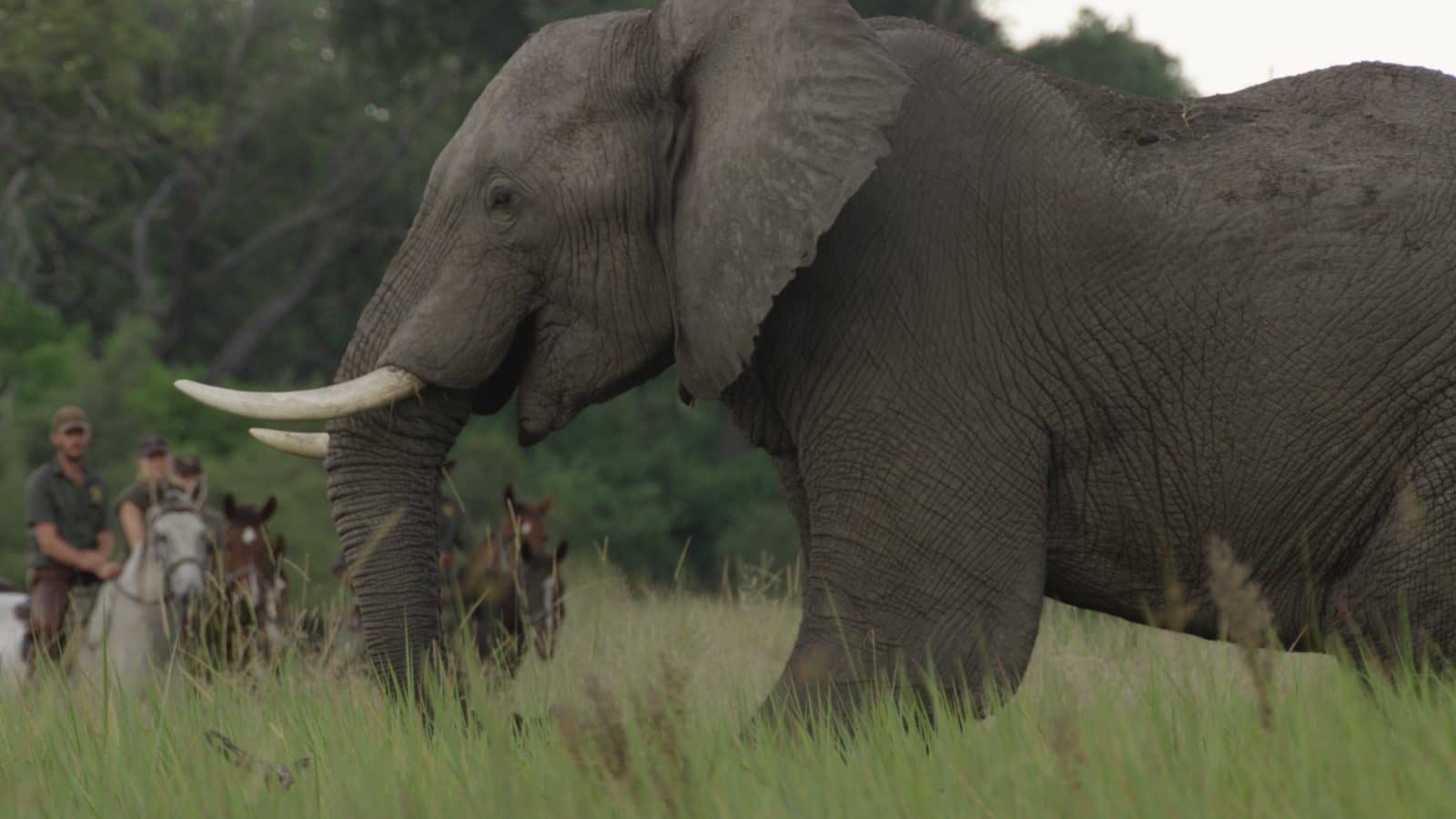Okavango Horse Safaris guest approaches elephant in the wilderness