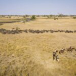 Okavango Horse safari trail