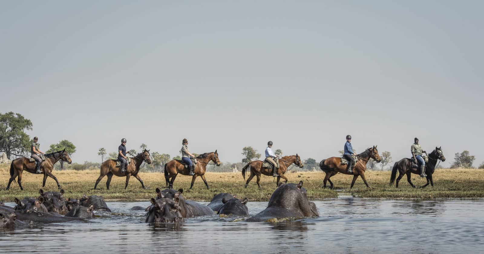 Riding past hippo with Okavango Horse Safaris