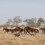 Horses from Okavango Horse safari gallop across the landscape