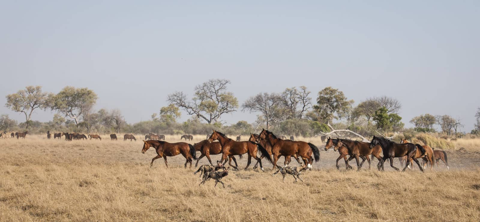 Okavango Horse Safari party on a ride out from Kujwana Camp