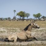 A horse stops for a dust bath on the grasslands and a herd of a buffalo seen grazing in the background