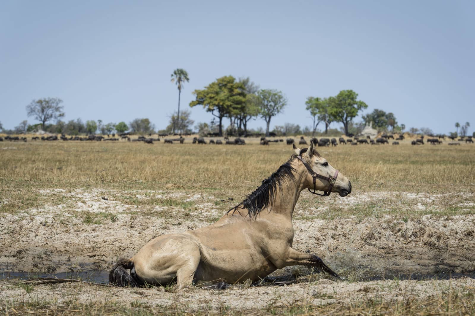 A horse stops for a dust bath on the grasslands and a herd of a buffalo seen grazing in the background