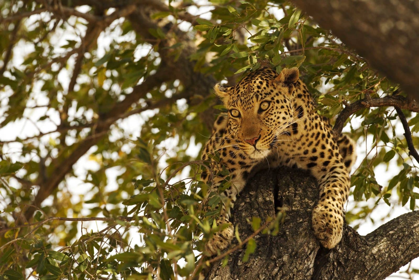 Shinde camp game viewing reveals a coveted leopard sighting