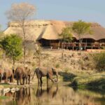 The Wallow Lodge looks onto a busy waterhole