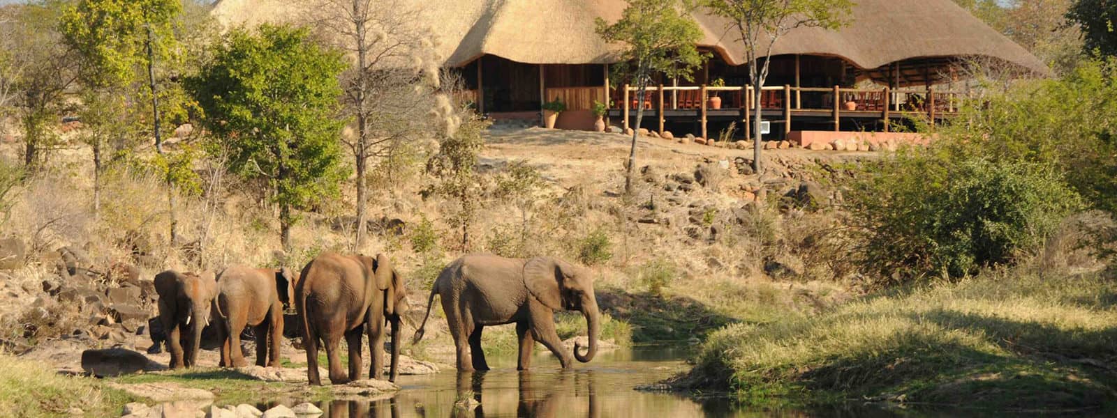 The Wallow Lodge with elephants in the foreground