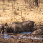 Wallowing warthogs as seen at The Wallow
