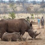 Rhino tracking in the national park with your Toka Leya Guide