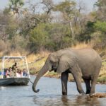 Boating Safari brings guests close to elephants at Toka Leya