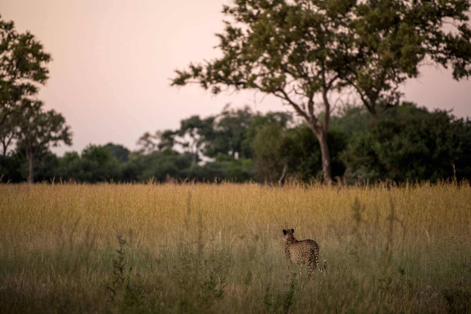 Cheetah discovered close to Tuludi Camp in the Okavango Delta