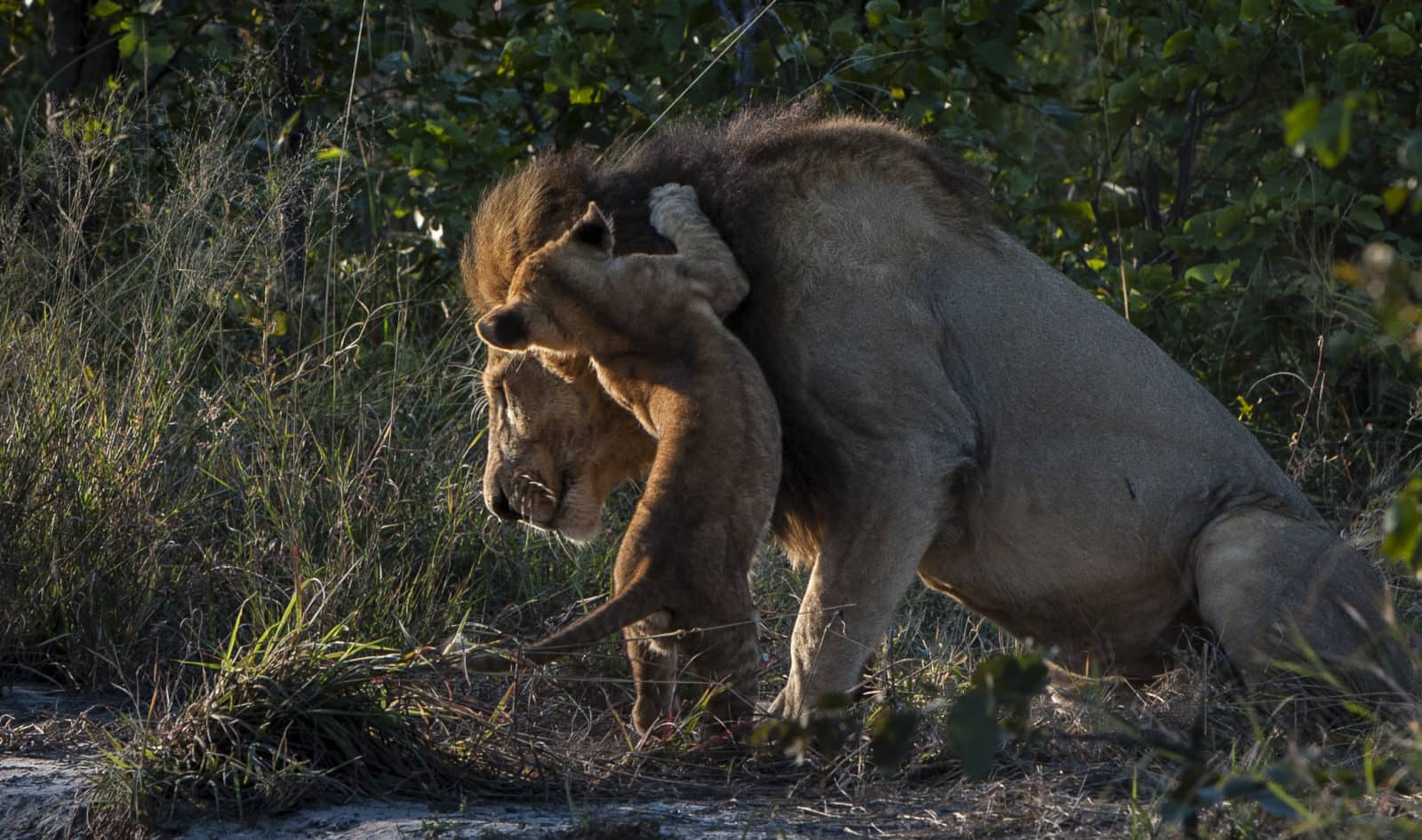 Lions at play near Sable Alley