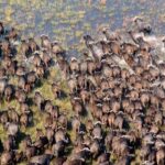Large herds of animals such as buffalo are regularly spotted in the Abu concession on the Abu concession