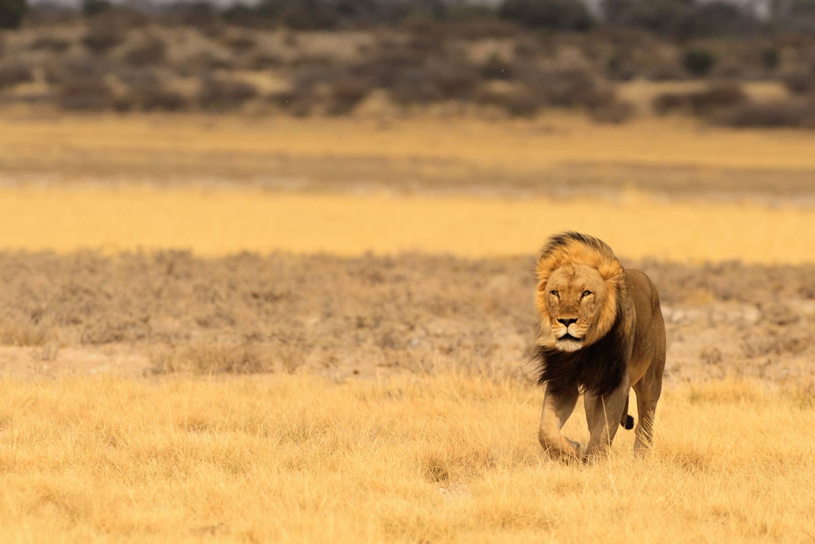 Male lion as seen on safari with Bushways Safaris