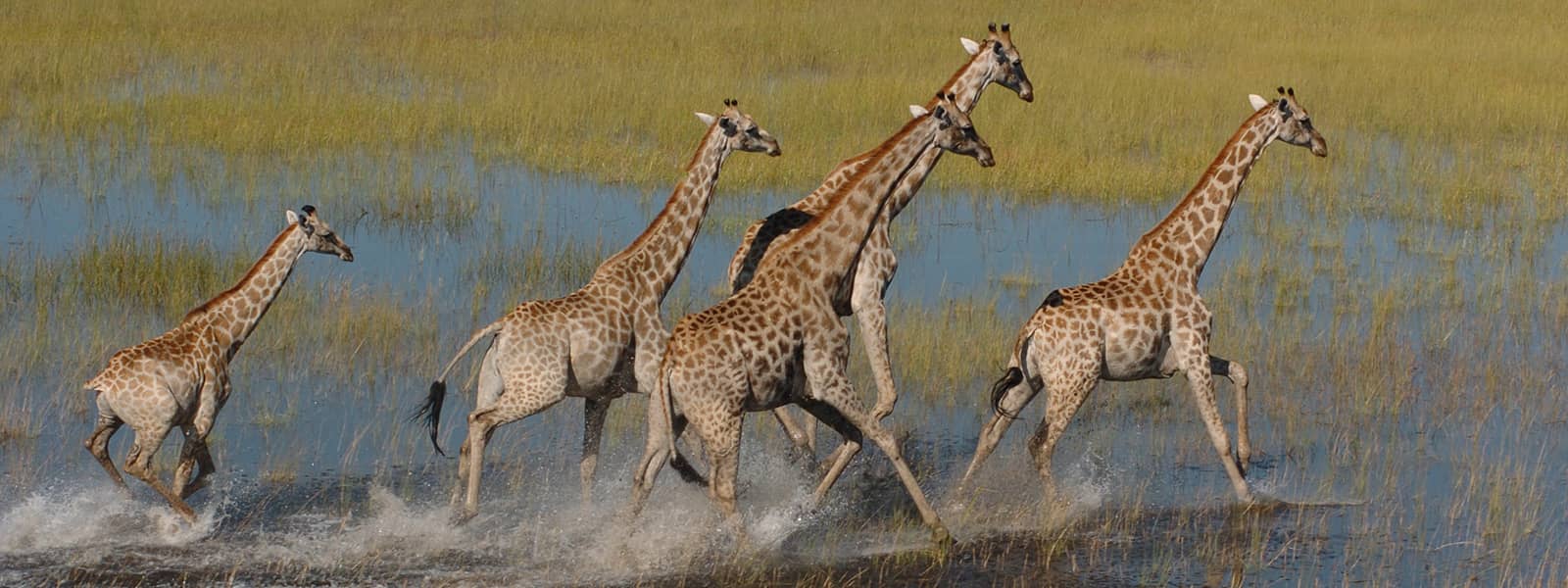 Giraffe in the Okavango Delta