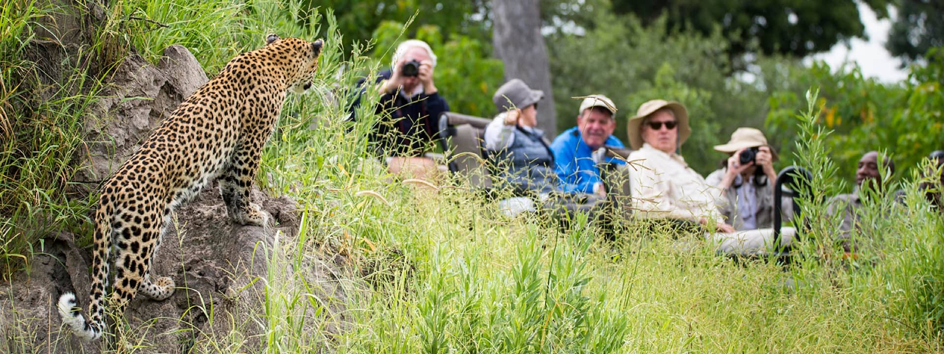 Leopard sight on Kweene Expedition game drive