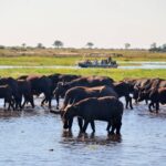 Drinking buffalo as seen on game drive from Muchenje Safari Camp