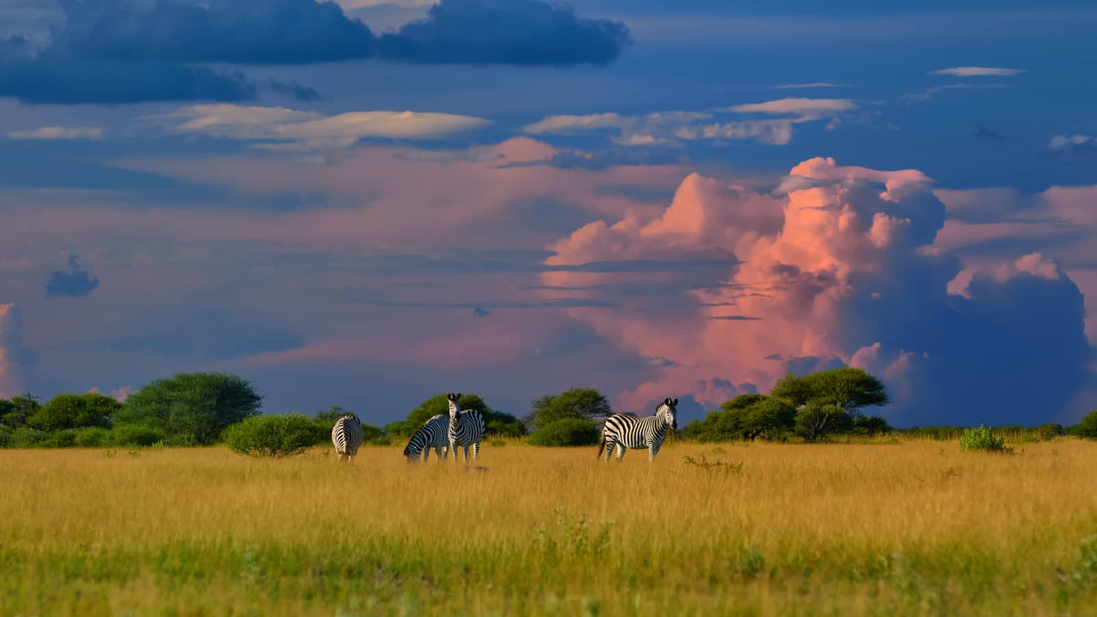Zebra graze before a thunderstorm