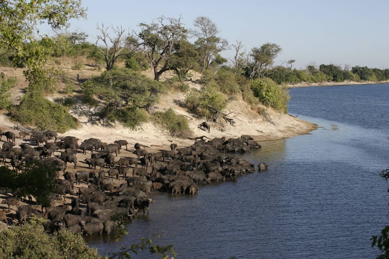 Large herd of buffalo congregate at the waters edge on safari with Bushways Safari