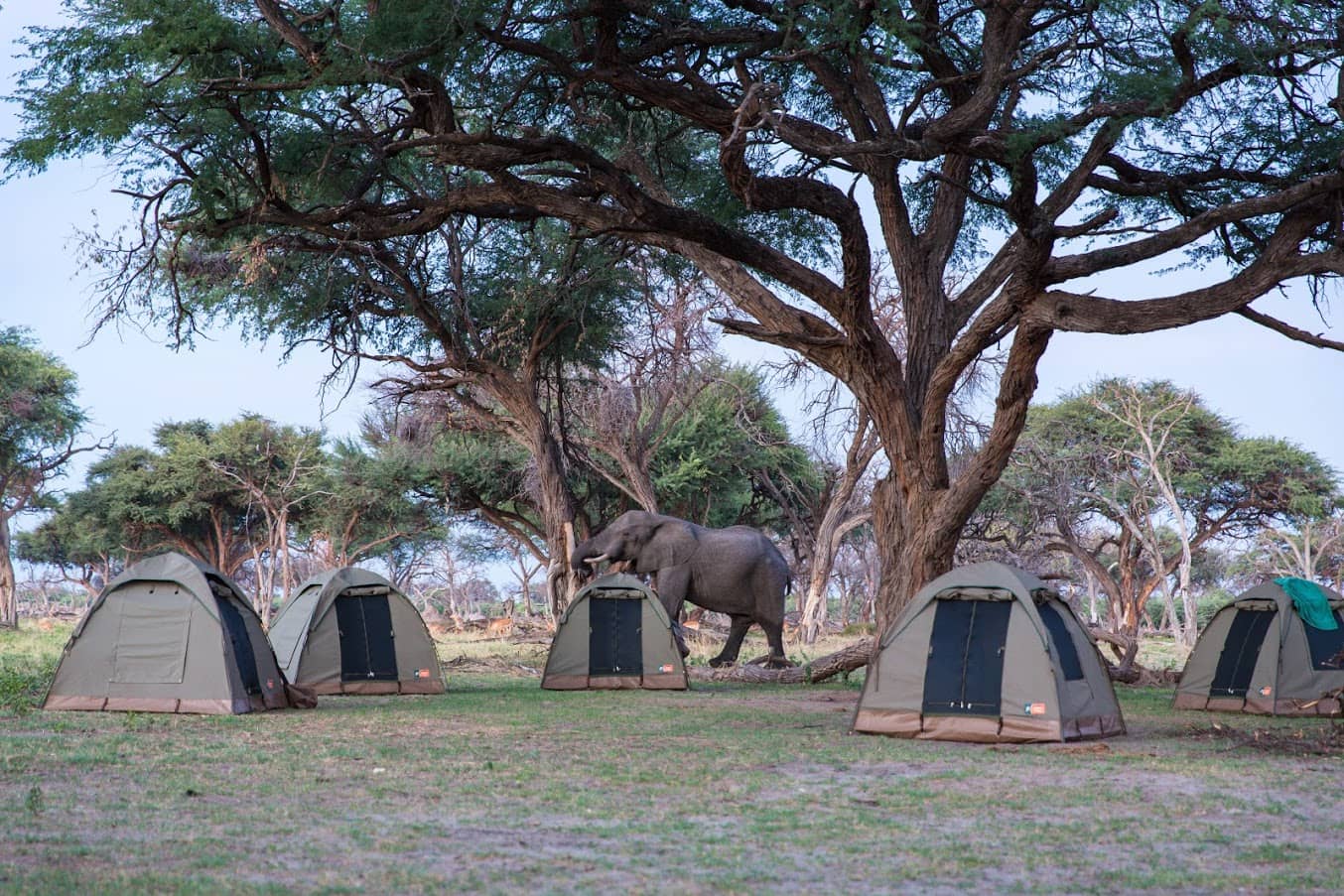 Elephant visitor to Bushways Safaris campsite in the delta