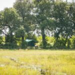 Bushman Plains camp view from the delta