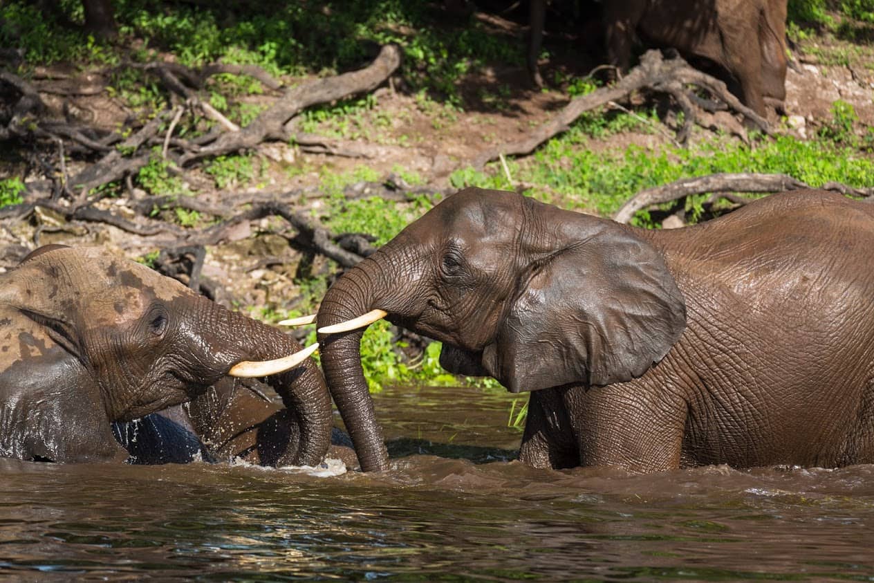 Elephant in the river spotted by Bushways Safari guests
